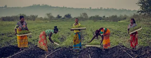 The People Behind the PERi-PERi